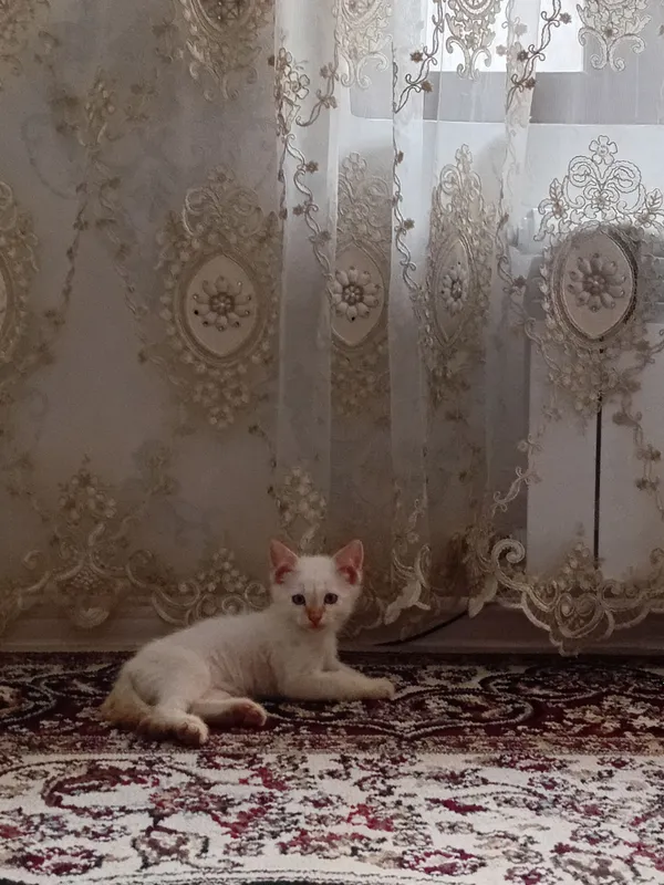 котик отдам даром — фото 1