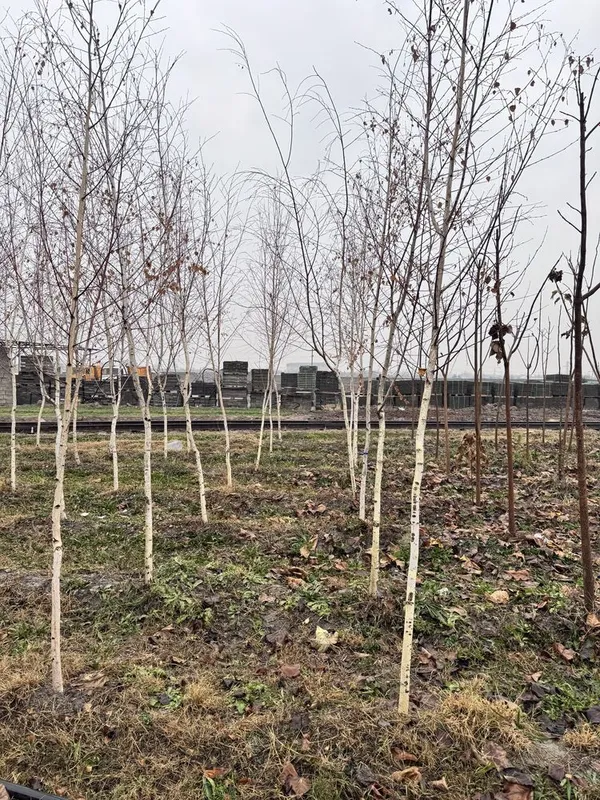 Oq qayin Sosna Magnolia Береза Сосна Магнолия