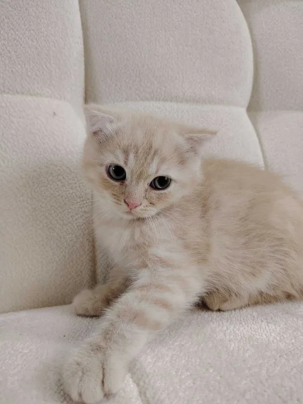 Породистый котенок — фото 1