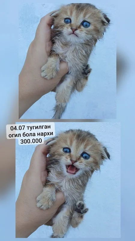 скотиш фолд котёнок 5 скотиш фолд котёнок 5