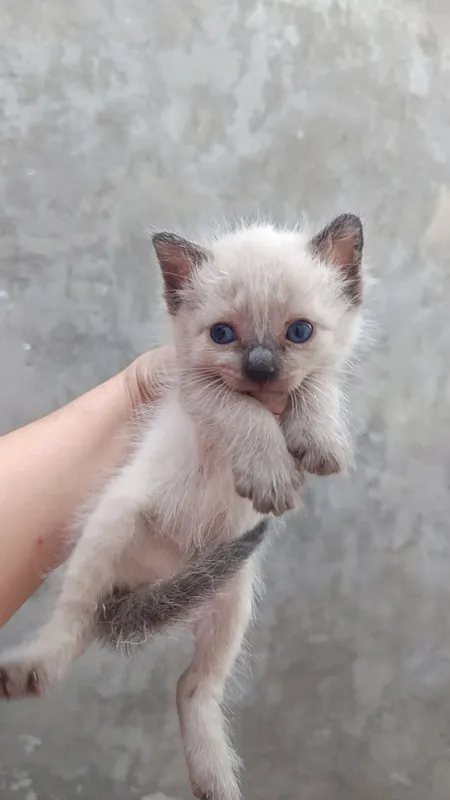 Котята сиамской породы (1 месяц) 5 Котята сиамской породы (1 месяц) 5