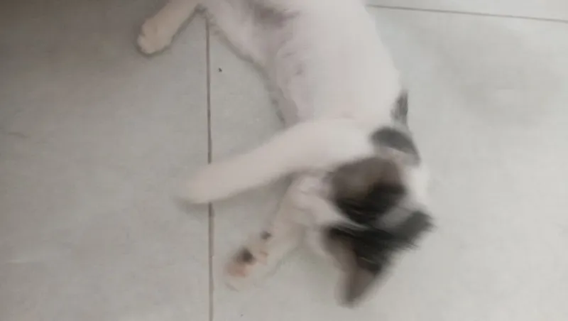 Котенок девочка 2 месяца 5 Котенок девочка 2 месяца 5