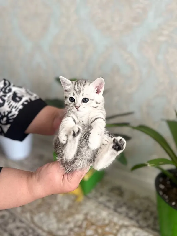 Зотли табби шиншилла мушукчалар  сотилади — фото 2