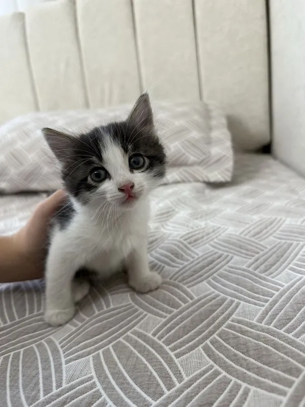 милейшие котята — фото 4