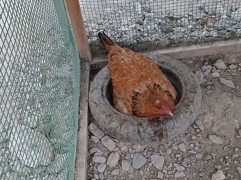Tovuqlar sotiladi hammasi sog'lom yaxshi xolda narxlar insof bn quylgn — фото 3