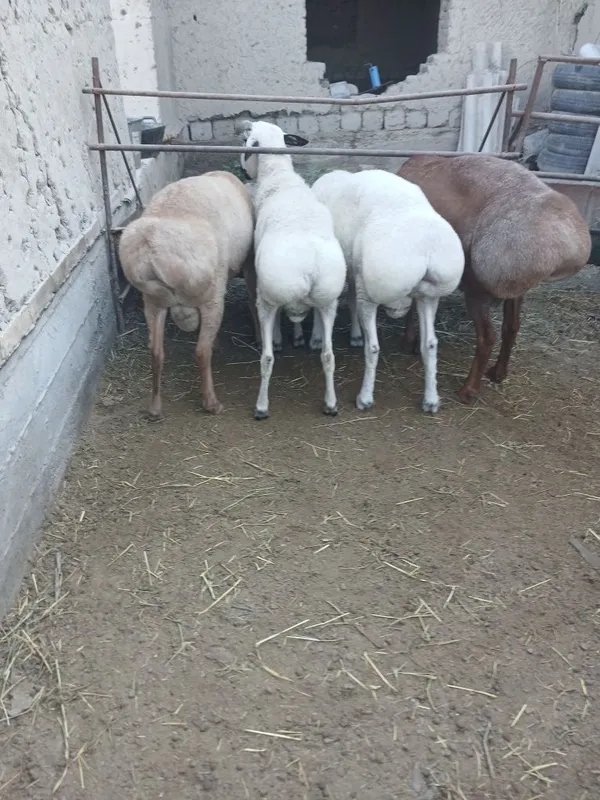 Zotga urugʻlikka quchqorla sotiladi 3