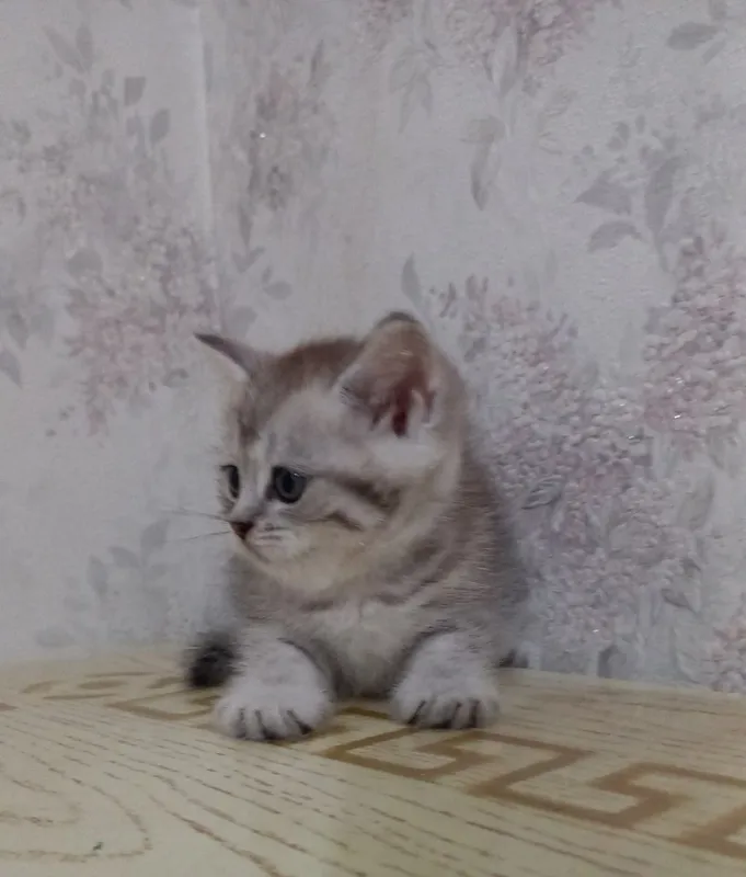 Упитанный котёнок продаётся 2