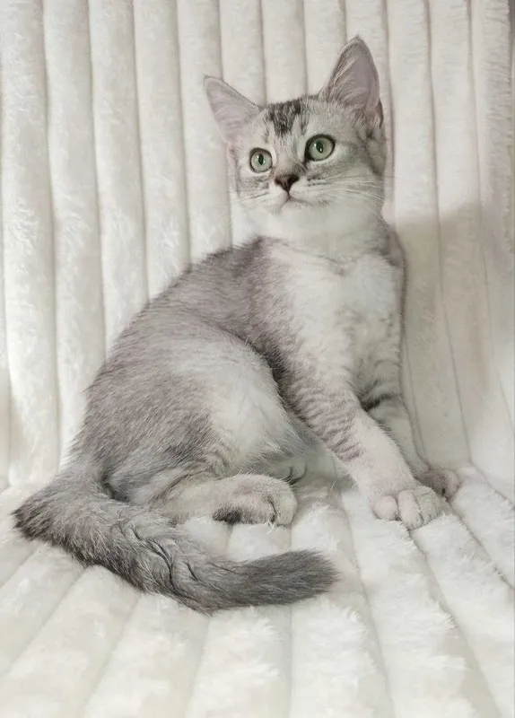 Продается котенок серебристая шиншилла, девочка.Срочно! 2 Продается котенок серебристая шиншилла, девочка.Срочно! 2