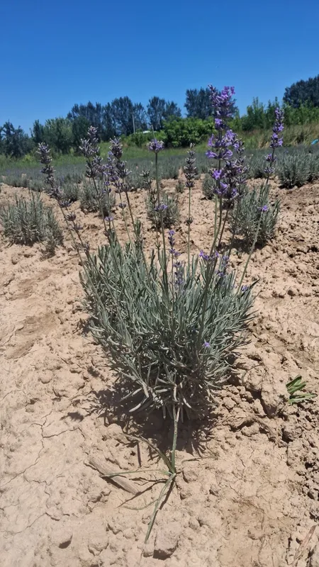 Lavanda guli bor 2