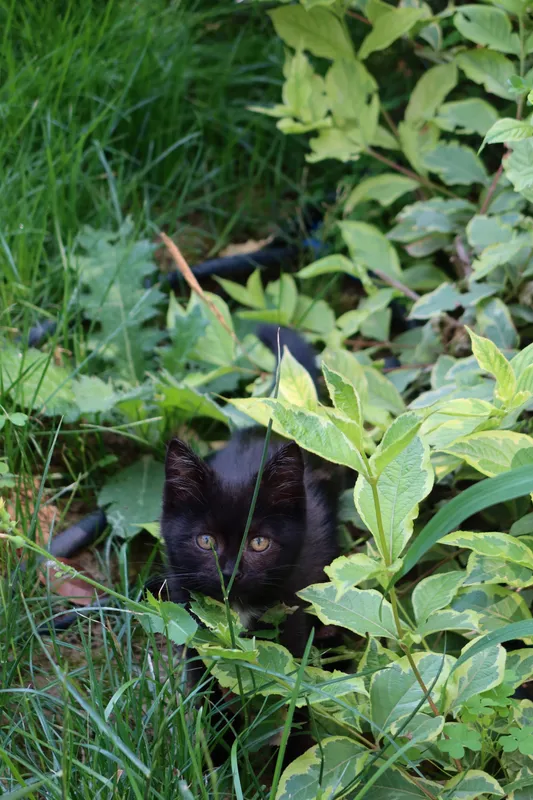 В добрые руки котенок-девочка — фото 3