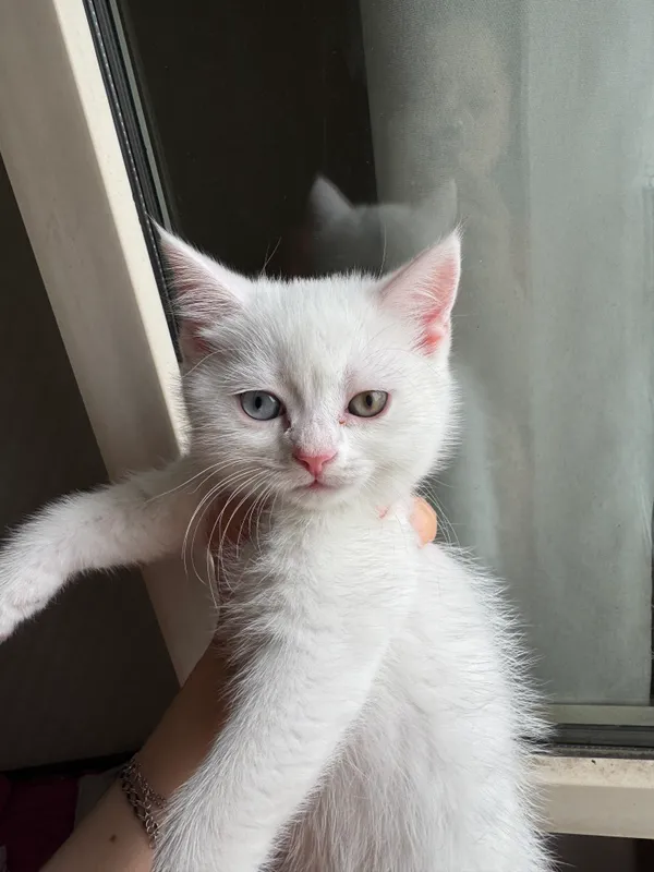 Белый котенок 1 Белый котенок 1