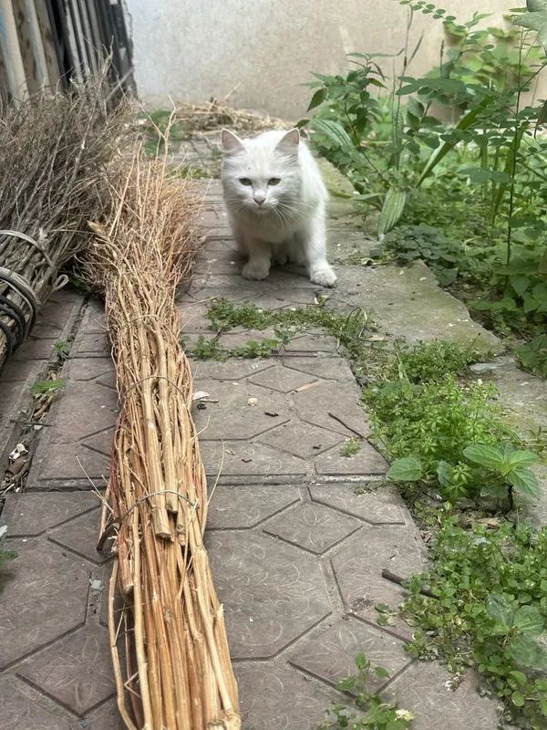 Котик домашний, нету 1 задней ноги. Отдам в хорошие руки — фото 4