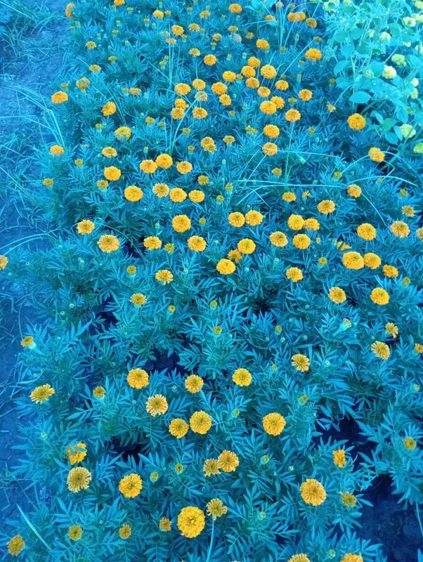 Zina VA shafran gullari — фото 1