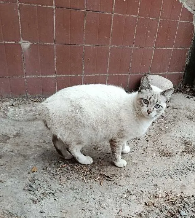 Кот, мальчик, 1.5 года