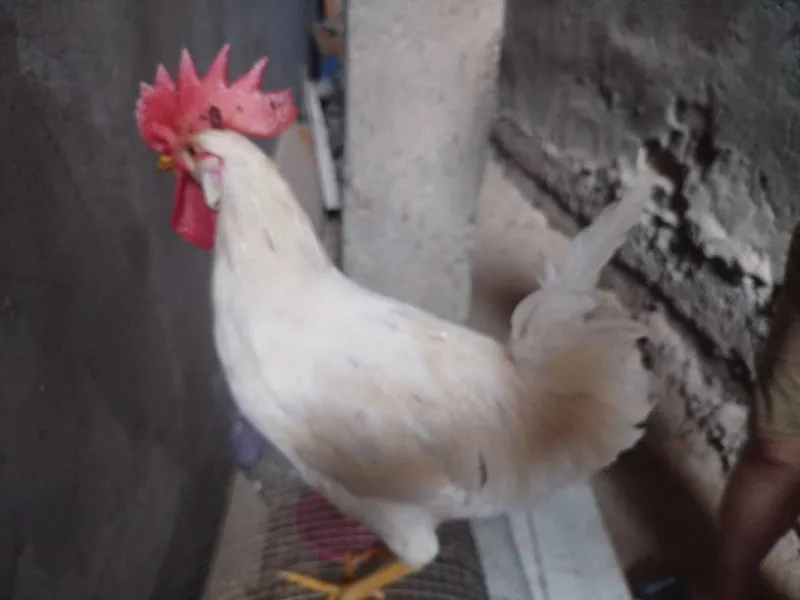 xo'roz 4 oylik zoti Leghorn qichqirishi yeb ichishi zo'r 2 xo'roz 4 oylik zoti Leghorn qichqirishi yeb ichishi zo'r 2