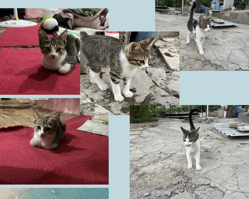 Отдам котят даром 1 Отдам котят даром 1