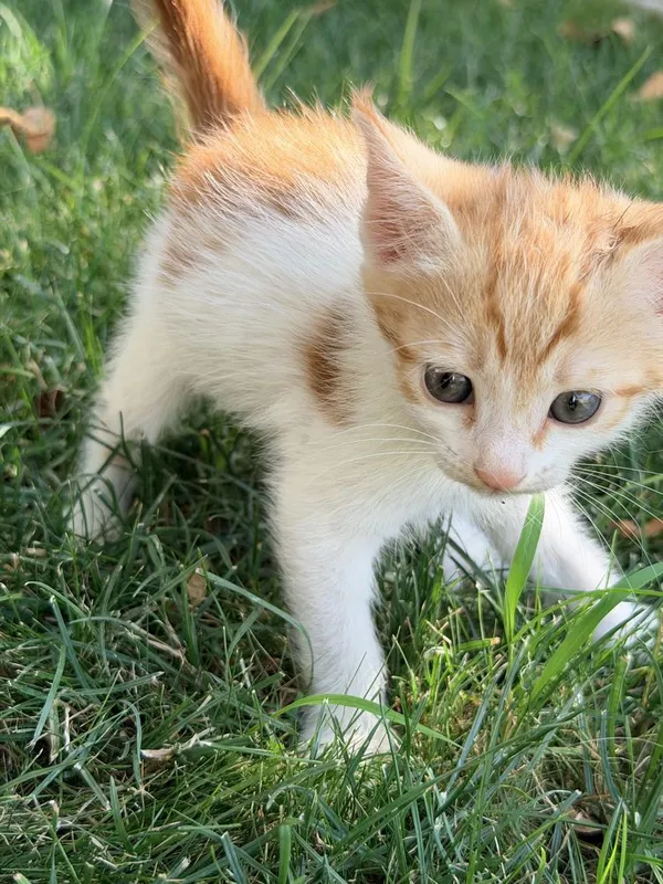 Котята в хорошие руки 4 Котята в хорошие руки 4
