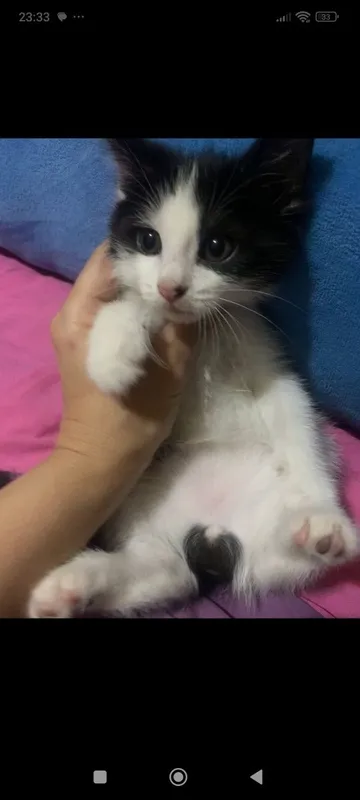 Котенок мальчик полтора месяца