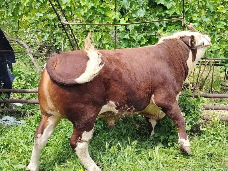 Buqalar sotiladi, Mol, Smental, Greford, Сельхоз животные