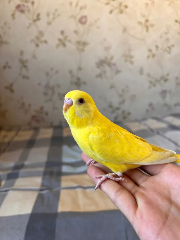 Яна попуга алады Яна попуга алады