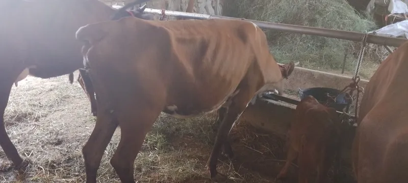 Mollar sotiladi kafolati bilan 2 Mollar sotiladi kafolati bilan 2