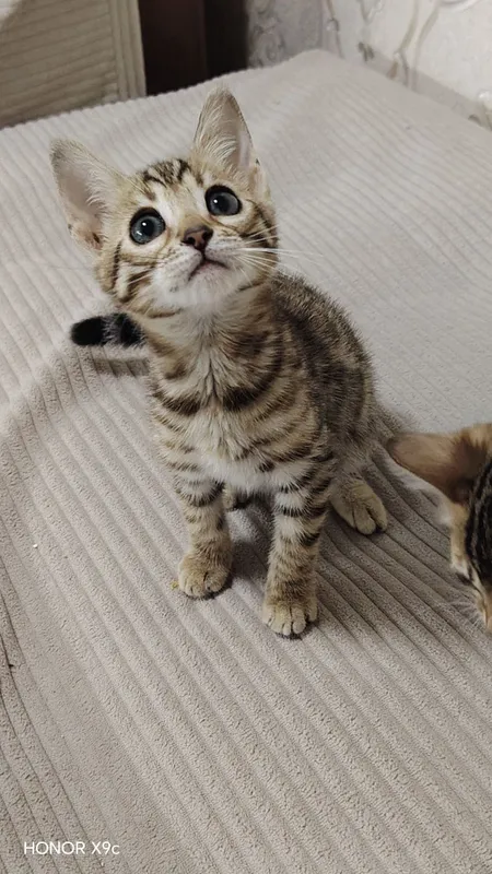 Bengal bolalari qiz o'g'il