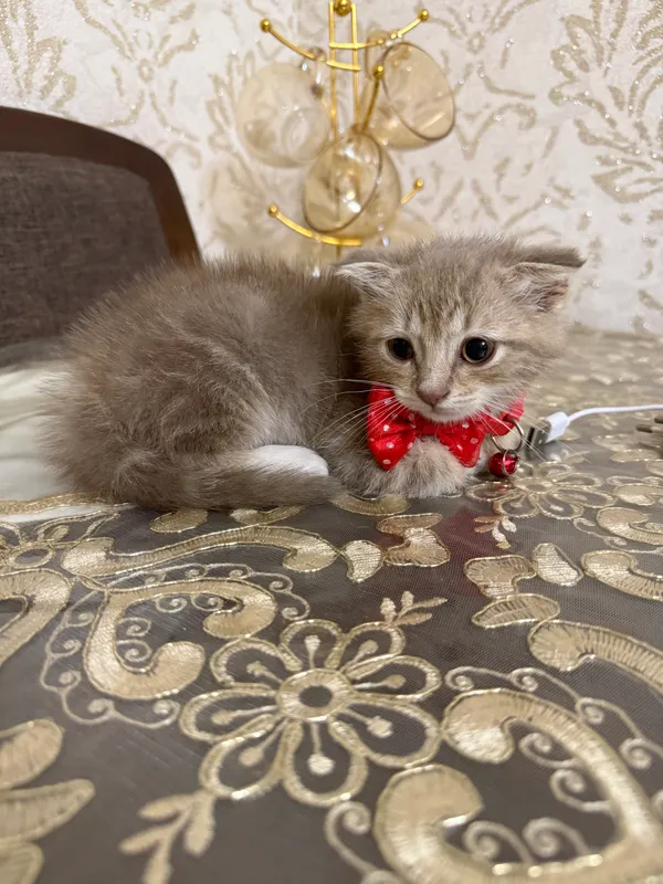 котенок вислоухий лилового окраса — фото 1