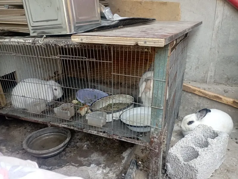 Продам 3 кролика породистые — фото 2