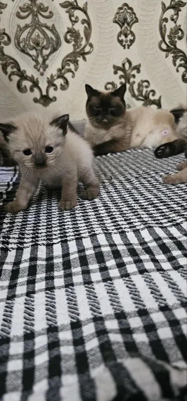 Продаются тайские котята — фото 3