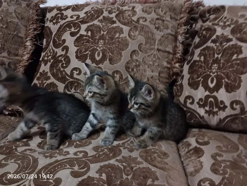 Ищем самый лучший дом для пушистых малышей! Котята 3