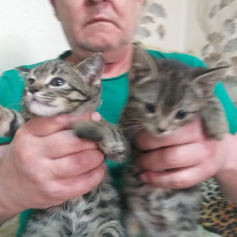 котята даром 2 мальчика возраст 2 месеца.