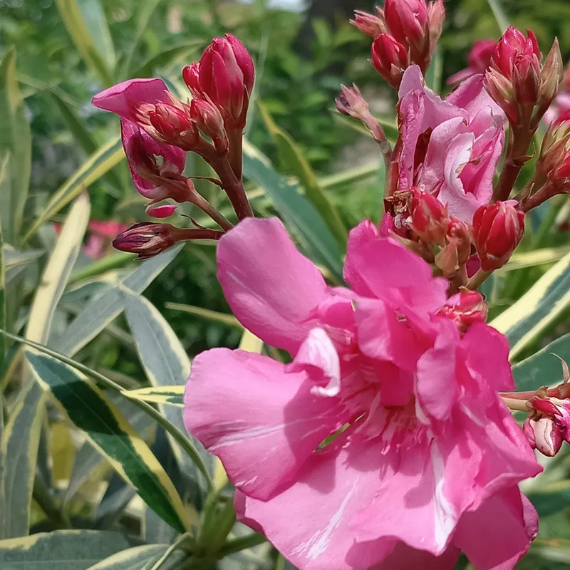 Олеандр вариегатный, Толгули, Tol guli (Nerium oleander variegata) — 1 — фото 2