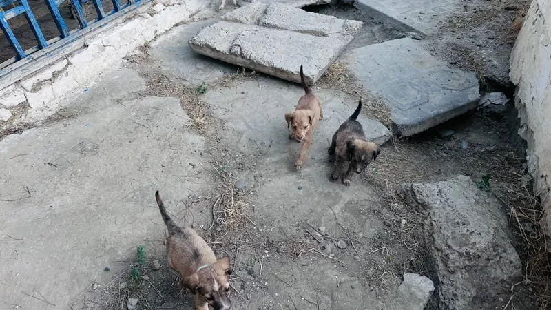 Щенки двух-месячные Бухара , Кола поворот — фото 7