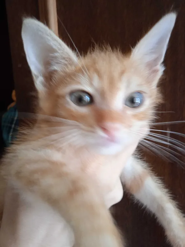 Рыжий котёнок, мальчик, 3 месяца. 1 Рыжий котёнок, мальчик, 3 месяца. 1