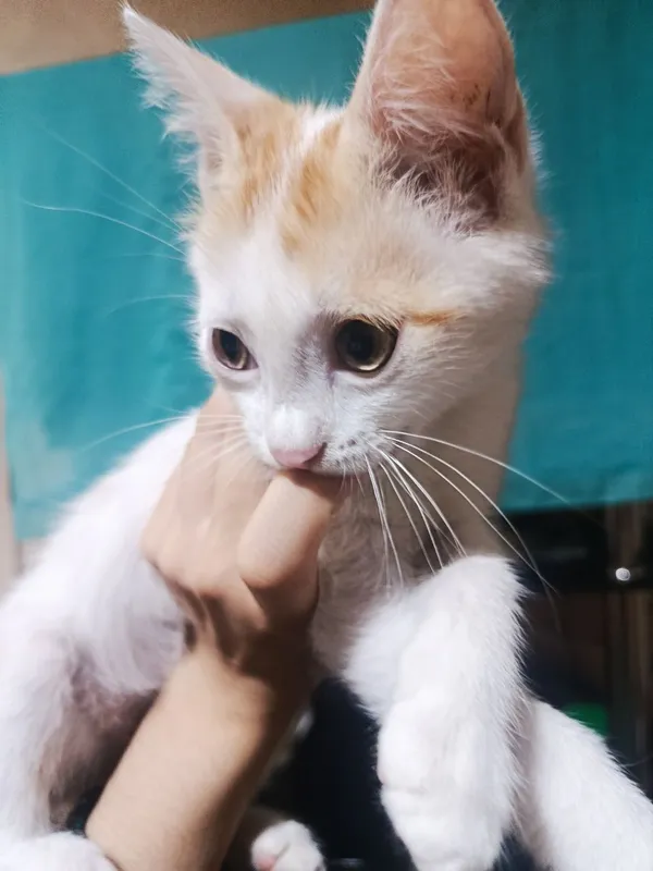 мушук хадияга киз бола 3 мушук хадияга киз бола 3