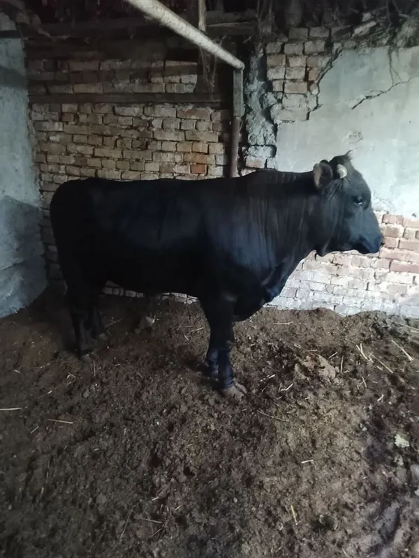 Qurbonlik uchun Novvos sotiladi. Zo’r boqilgan — фото 3