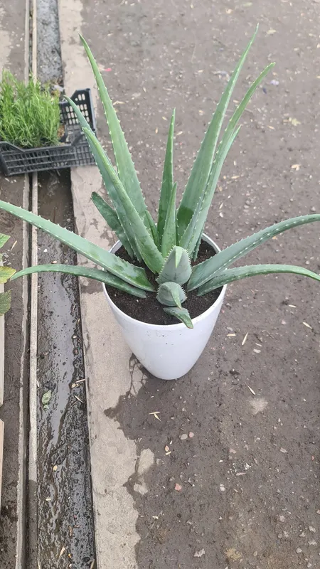 Aloe vera 5
