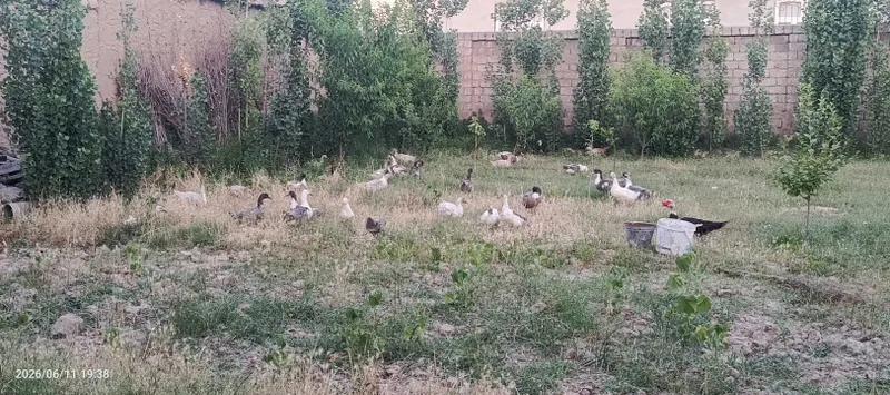 Фаварит Урдела сотилади — фото 2 Фаварит Урдела сотилади — фото 2