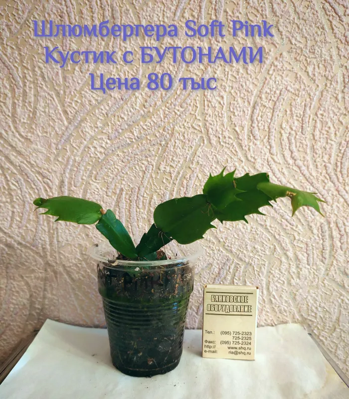 Сортовая Шлюмбергера (декабрист) С БУТОНАМИ Soft Pink. — фото 4