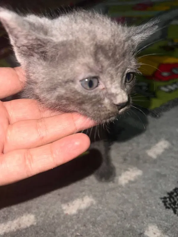 Продаётся породистые котёнка 1