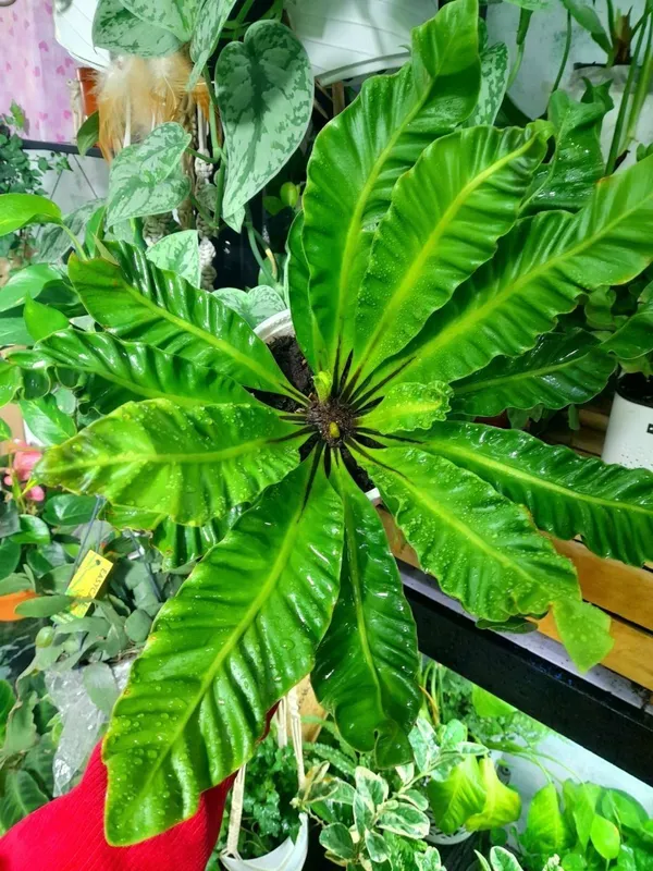 Asplenium Nidus Kobra (Xitoy) 2