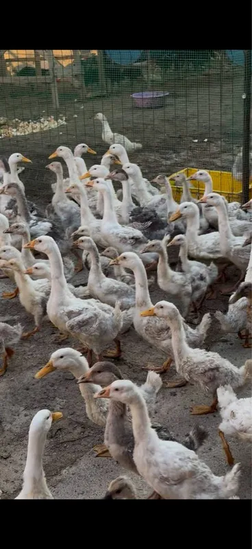 Ordak gozlar sotiladi optomiga arzon 4