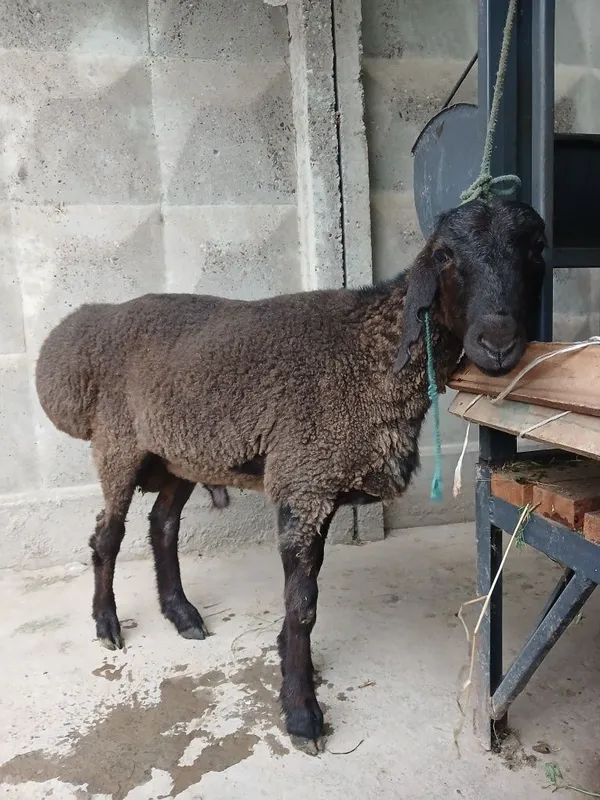 Qurbonlik uchun qo'chqor sotiladi — фото 2