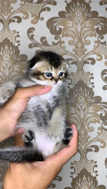 Продаются милые шотландские котята — фото 4