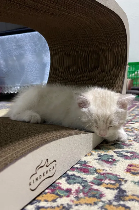 Продаются вислоухие котята — фото 7