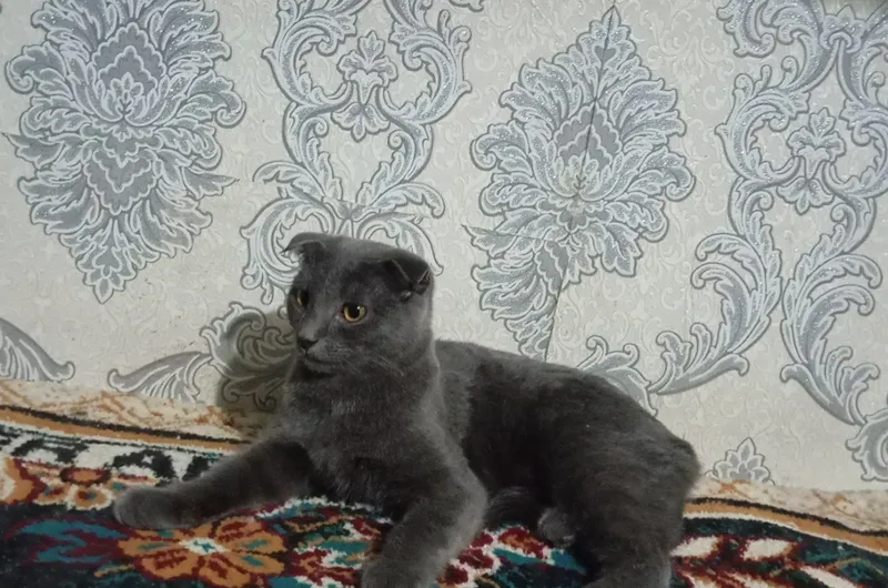 Шотландская вислоухая Шотландская вислоухая