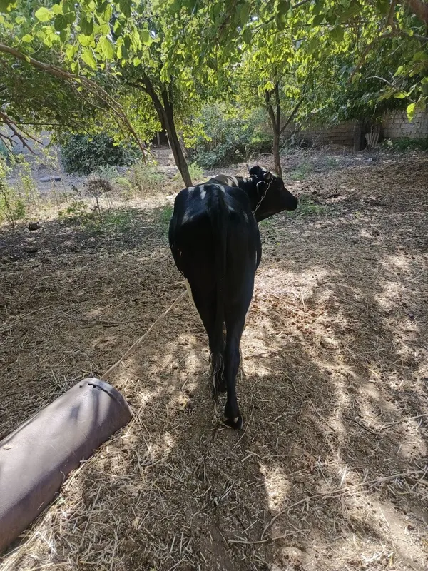 Mol sotiladi sog'lom 2