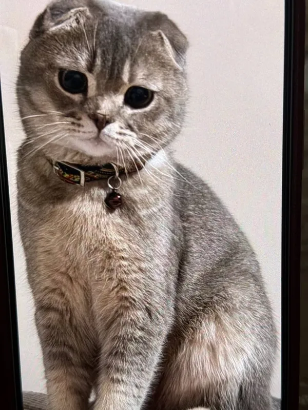 Продается Кот годовалый — фото 2