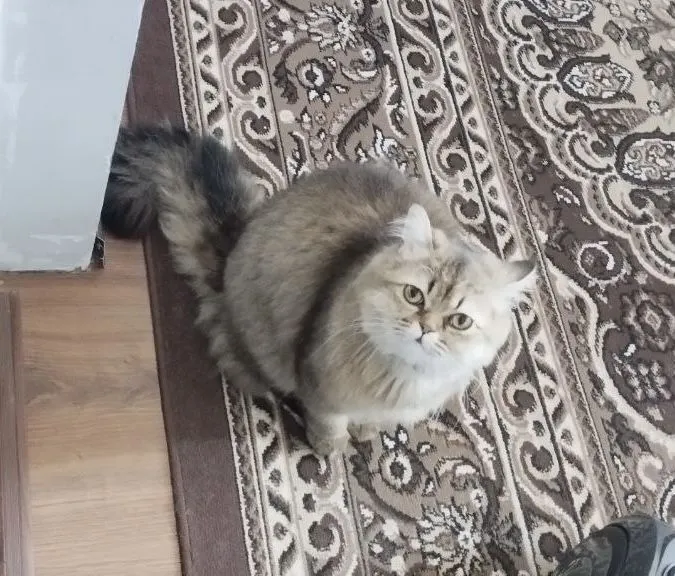 Golden Shaded Persian (Chinchilla) erkak mushuk, 1 yosh 3 Golden Shaded Persian (Chinchilla) erkak mushuk, 1 yosh 3