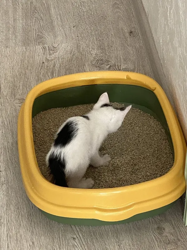 Котик, Mushuk bolasi ( hamma narsasi bilan ) 5 Котик, Mushuk bolasi ( hamma narsasi bilan ) 5